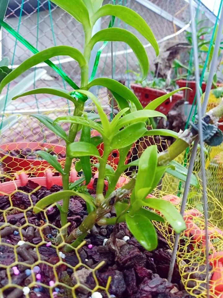 Dân chơi tiết lộ: 5 khác biệt giữa lan var Việt và lan cấy mô Đài Loan - 5