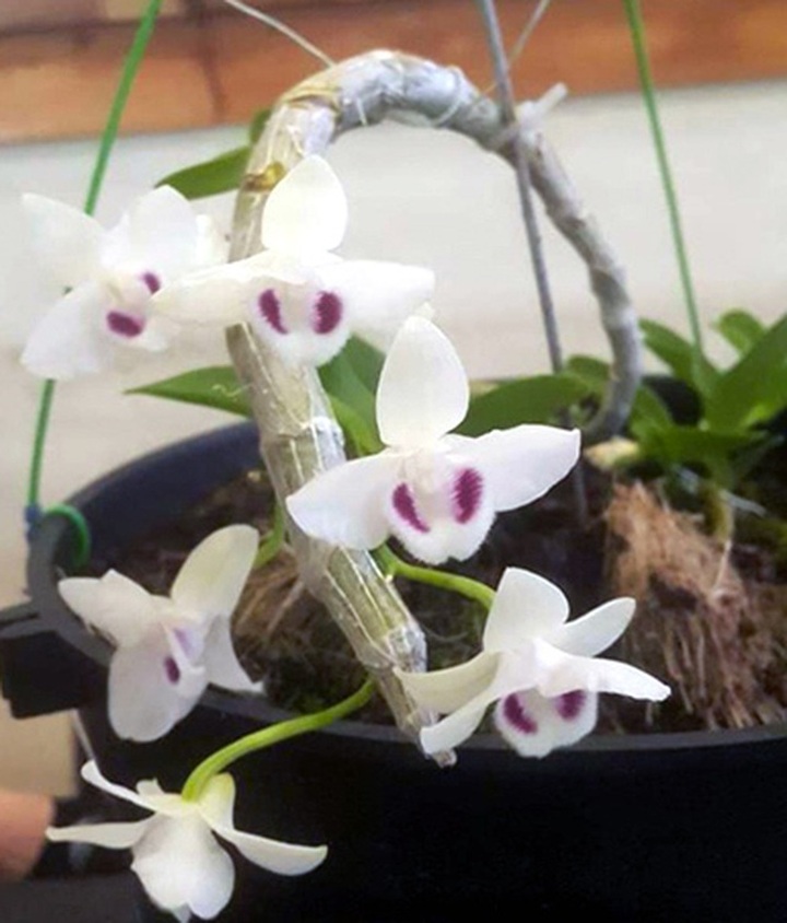 Dân chơi tiết lộ: 5 khác biệt giữa lan var Việt và lan cấy mô Đài Loan - 6