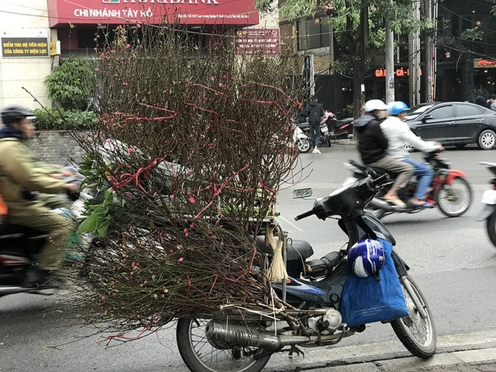 Dân Hà Nội chơi đào sớm, chi nửa triệu đồng cho 1 cành - 3