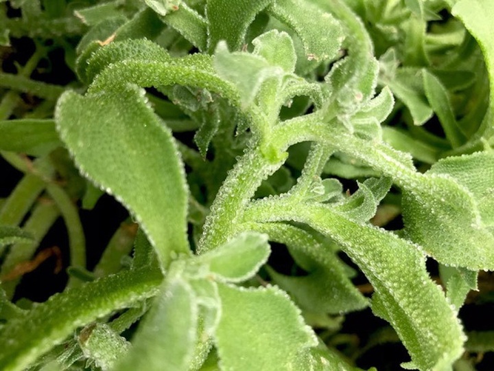 Dân Hà Nội lùng mua rau kim cương, đồ lạ mới về giá đắt, cháy hàng - 1