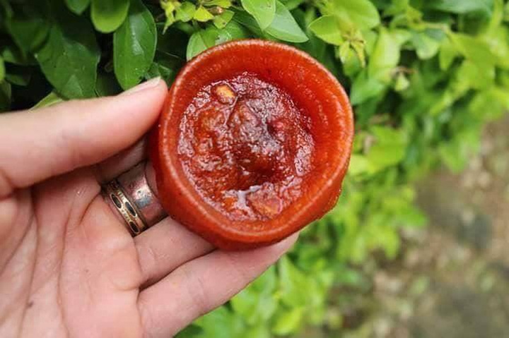 Hồng sấy dẻo Đà Lạt quả nhỏ, có màu sẫm hơn màu hồng Trung Quốc