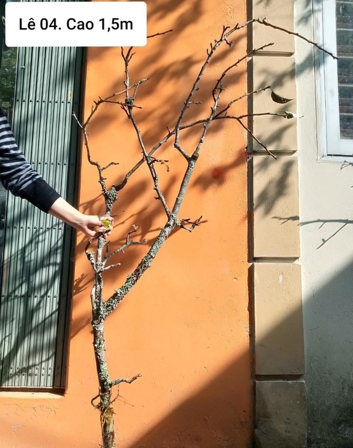 Dân Hà thành đua nhau săn hoa lê rừng, giá tiền triệu mỗi cành - 1