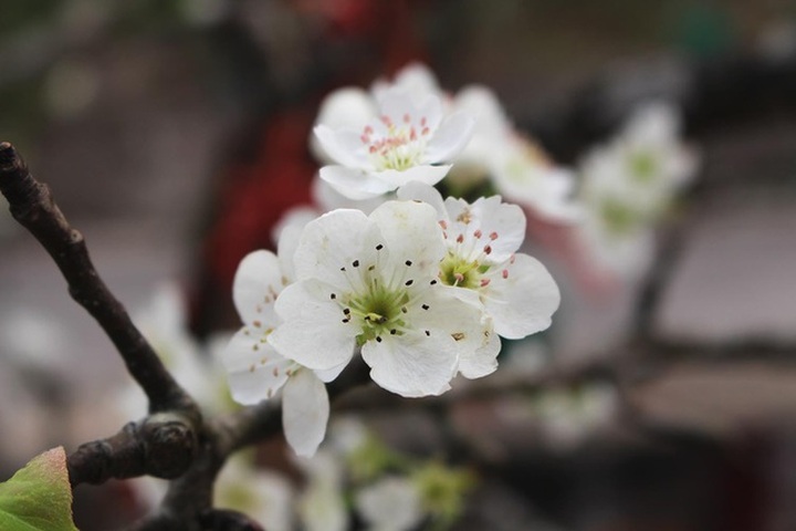 Dân Hà thành đua nhau săn hoa lê rừng, giá tiền triệu mỗi cành - 2