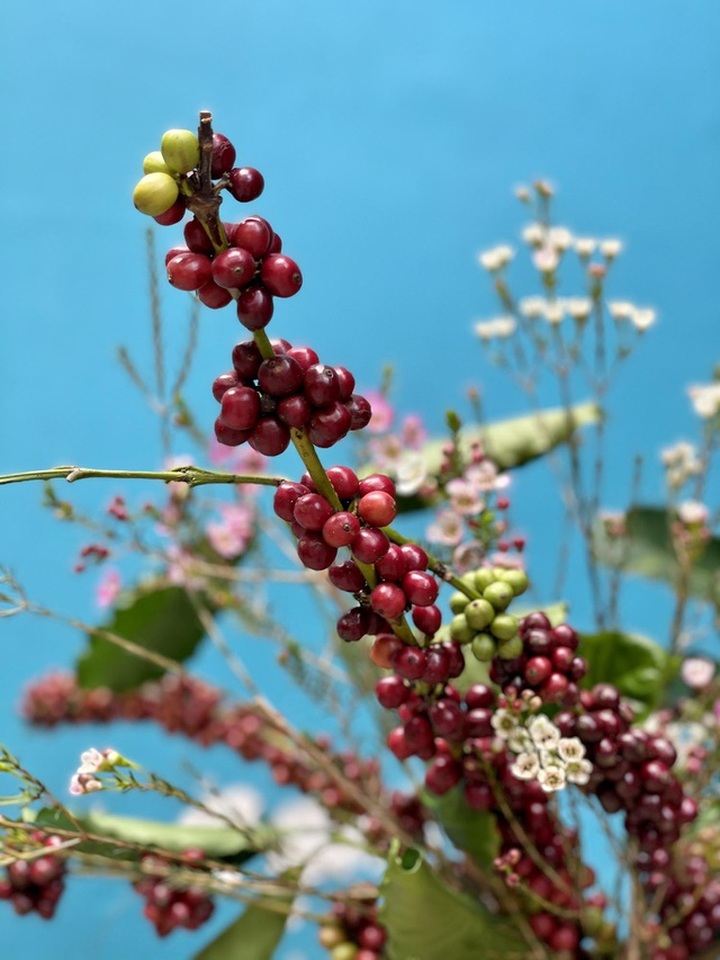 Dân thành thị rộ mốt săn lùng cành cà phê về cắm Tết - 3