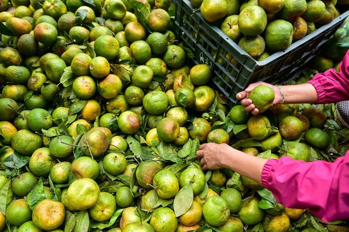 Dân Thủ đô giải cứu quýt sạch cho nông dân Nghệ An - 5