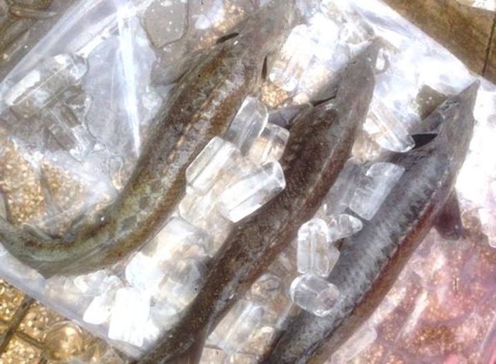 Dân TPHCM “đổ xô” mua cá tầm 100.000 đồng/kg ủng hộ người nuôi cá vùng lũ - 3