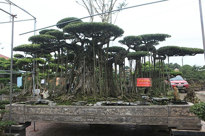 Dành cả thanh xuân tạo tác cây sanh cổ, kết quả thu được khiến ai cũng mê - 1