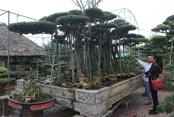 Dành cả thanh xuân tạo tác cây sanh cổ, kết quả thu được khiến ai cũng mê - 2