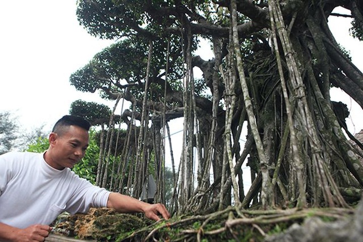 Dành cả thanh xuân tạo tác cây sanh cổ, kết quả thu được khiến ai cũng mê - 3