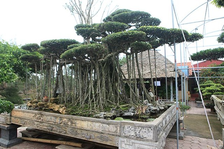 Dành cả thanh xuân tạo tác cây sanh cổ, kết quả thu được khiến ai cũng mê - 6