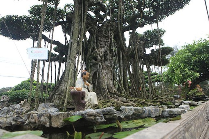 Dành cả thanh xuân tạo tác cây sanh cổ, kết quả thu được khiến ai cũng mê - 8