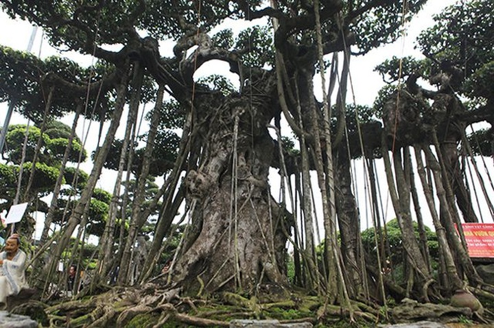 Dành cả thanh xuân tạo tác cây sanh cổ, kết quả thu được khiến ai cũng mê - 9