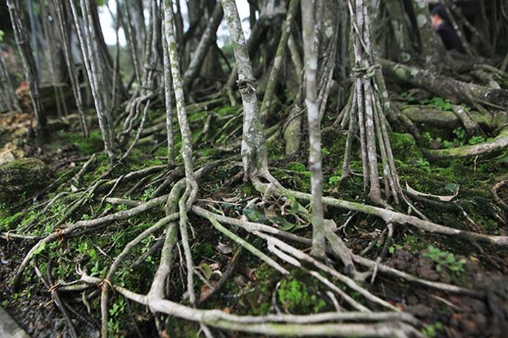 Dành cả thanh xuân tạo tác cây sanh cổ, kết quả thu được khiến ai cũng mê - 10