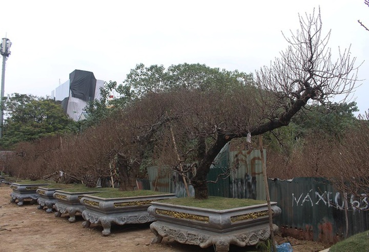 Đào cổ thụ xuống phố: Giá chát 100 triệu đồng/gốc, chỉ cho thuê không bán - 1