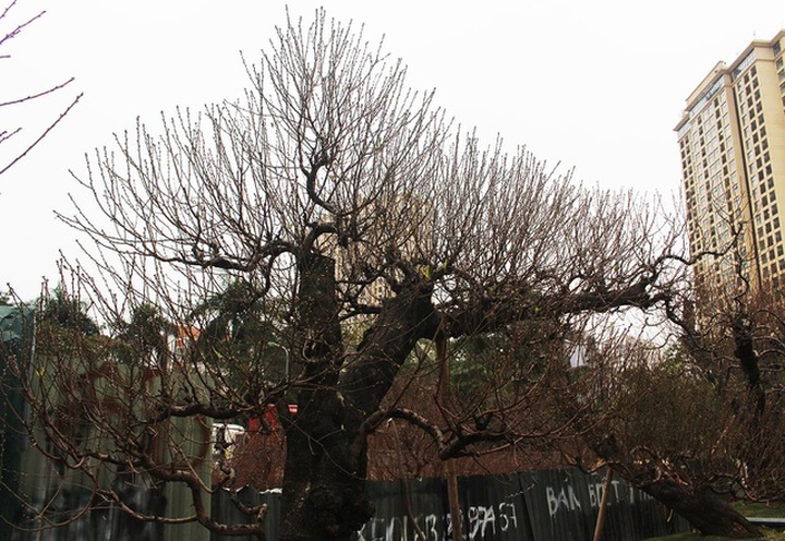 Đào cổ thụ xuống phố: Giá chát 100 triệu đồng/gốc, chỉ cho thuê không bán - 2
