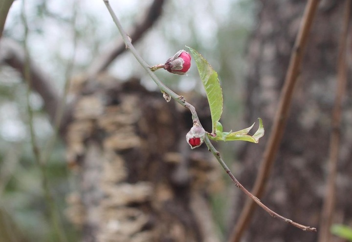 Đào cổ thụ xuống phố: Giá chát 100 triệu đồng/gốc, chỉ cho thuê không bán - 3