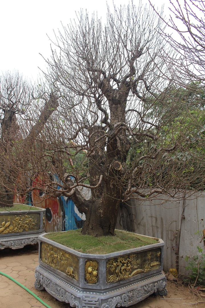 Đào cổ thụ xuống phố: Giá chát 100 triệu đồng/gốc, chỉ cho thuê không bán - 4