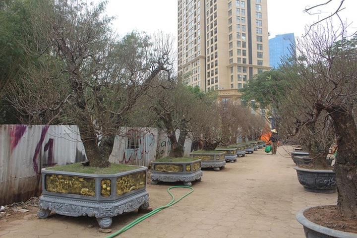 Đào cổ thụ xuống phố: Giá chát 100 triệu đồng/gốc, chỉ cho thuê không bán - 6