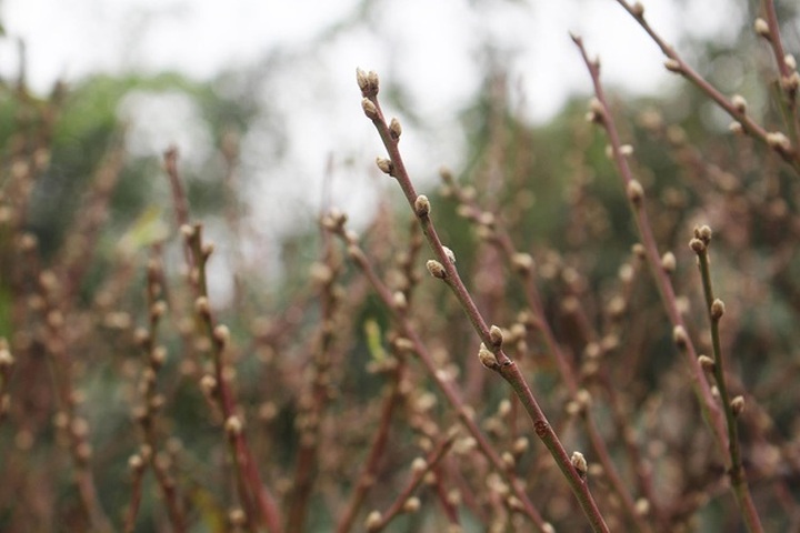 Đào cổ thụ xuống phố: Giá chát 100 triệu đồng/gốc, chỉ cho thuê không bán - 8