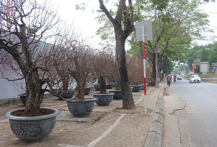 Đào cổ thụ xuống phố: Giá chát 100 triệu đồng/gốc, chỉ cho thuê không bán - 10