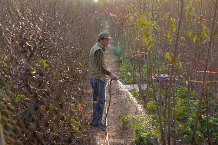 Đào nở sớm, bắt đầu xuống phố đón Tết Dương lịch ảnh 3