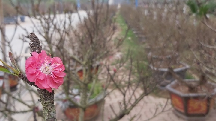 Đào Thất Thốn cổ Sapa ồ ạt xuống phố chờ đại gia rước về chơi Tết - 3