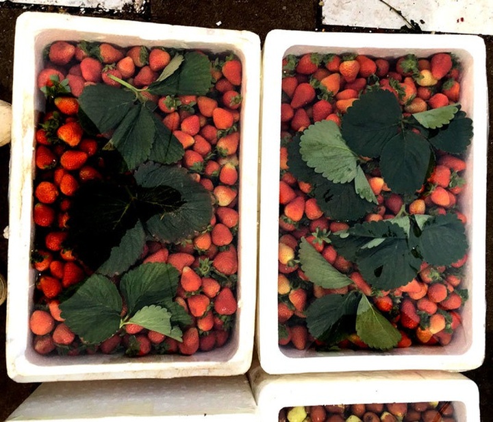 Dâu tây Trung Quốc siêu rẻ, để 22 ngày vẫn tươi nguyên - 1