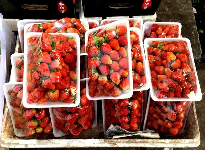Dâu tây Trung Quốc siêu rẻ, để 22 ngày vẫn tươi nguyên - 2