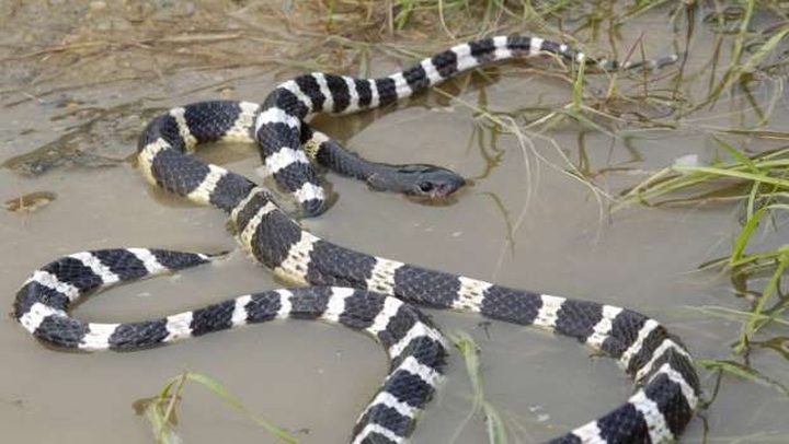 Con rắn cạp nia mà Xiaoli đã mua để tự tử dài hàng mét và có những khoang đan xen nhau. (Nguồn: Handout)