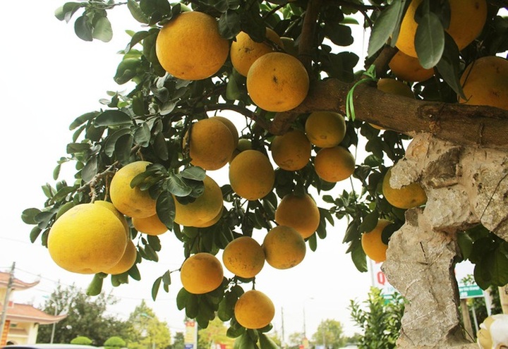 Đeo lúc lỉu 300 quả trên cây: Bưởi cảnh khổng lồ hét giá 100 triệu đồng - 3