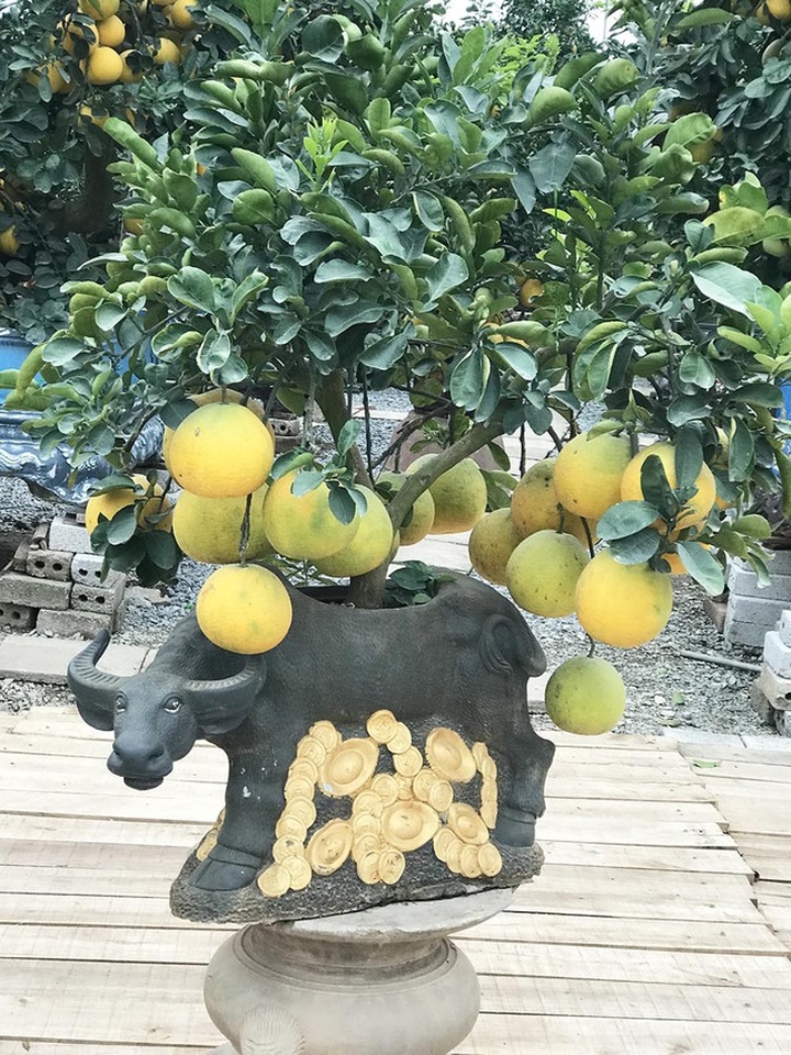 Đeo lúc lỉu 300 quả trên cây: Bưởi cảnh khổng lồ hét giá 100 triệu đồng - 5