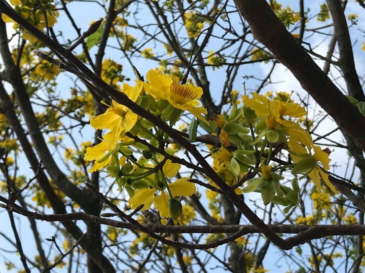 Dịch vụ thuê đào cảnh chơi Tết hút khách, có gốc giá đến 250 triệu đồng - 4