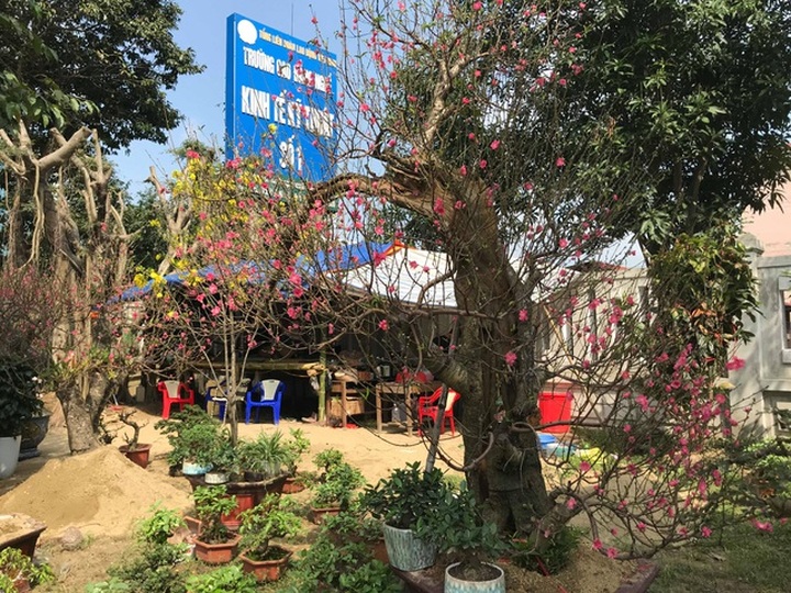 Dịch vụ thuê đào cảnh chơi Tết hút khách, có gốc giá đến 250 triệu đồng - 7