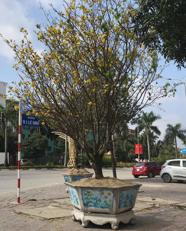 Dịch vụ thuê đào cảnh chơi Tết hút khách, có gốc giá đến 250 triệu đồng - 8