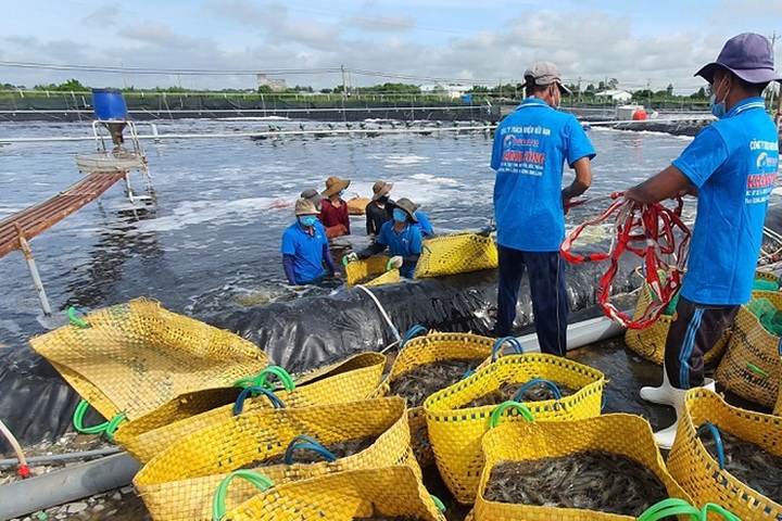 Doanh nghiệp thủy sản ở Sóc Trăng đã có hơn 60% công nhân trở lại nhà máy - 1