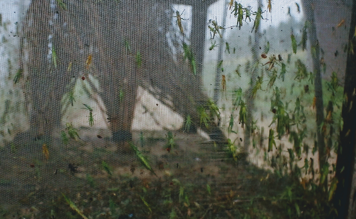 Độc đáo nghề săn cào cào thu hàng chục triệu đồng mỗi tháng ở Sài Gòn - 4