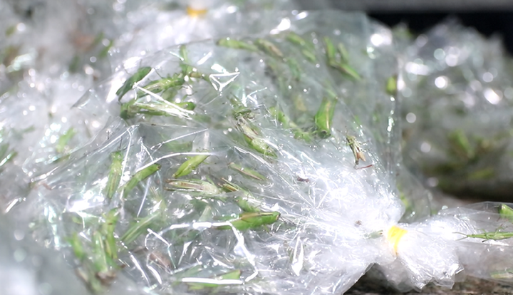 Độc đáo nghề săn cào cào thu hàng chục triệu đồng mỗi tháng ở Sài Gòn - 5