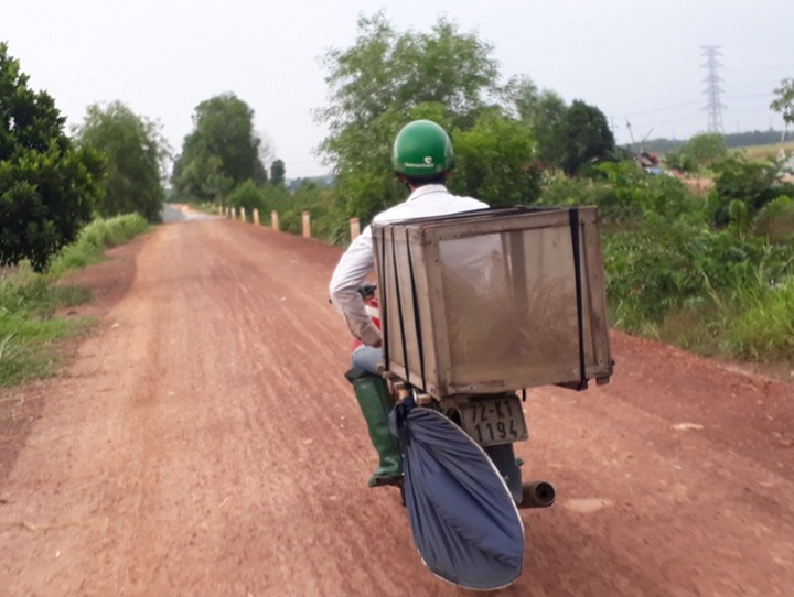 Độc đáo nghề săn cào cào thu hàng chục triệu đồng mỗi tháng ở Sài Gòn - 7