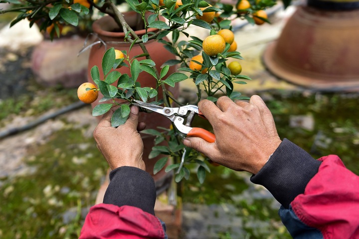 Độc đáo: Quất lọ bonsai hút khách chơi Tết - Ảnh 12.