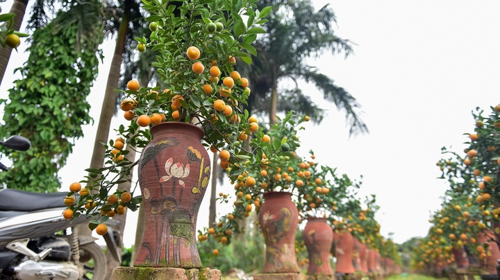 Độc đáo: Quất lọ bonsai hút khách chơi Tết - Ảnh 4.