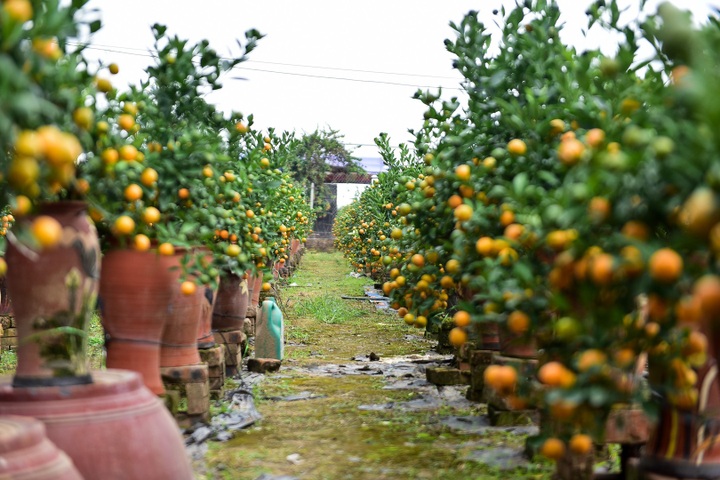 Độc đáo: Quất lọ bonsai hút khách chơi Tết - Ảnh 7.