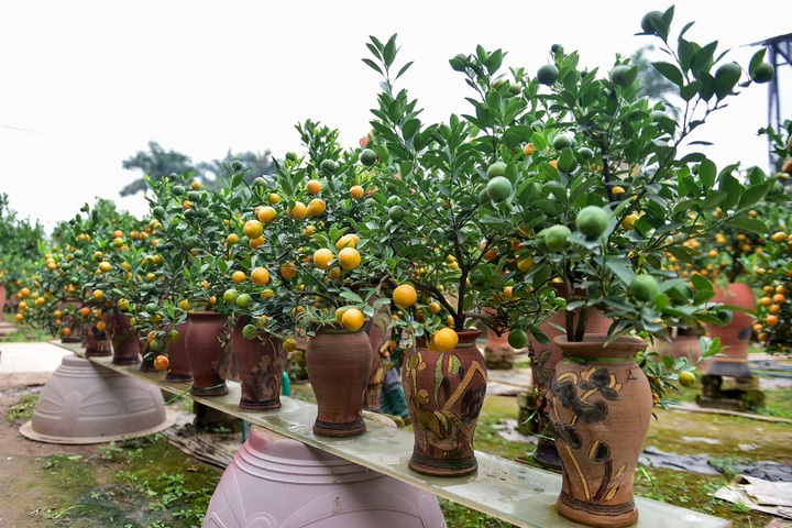 Độc đáo: Quất lọ bonsai hút khách chơi Tết - Ảnh 10.