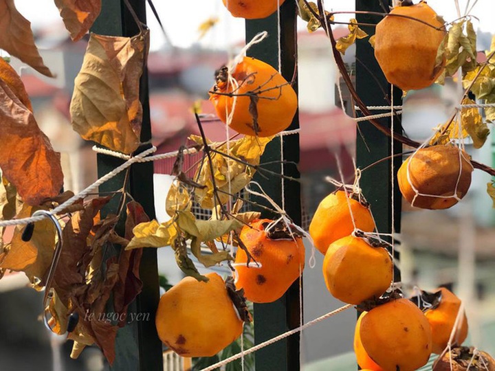 Hồng treo gió trên ban công (Nguồn: Nhân vật cung cấp)