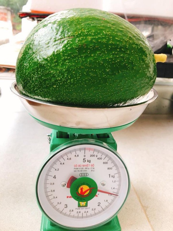 Độc, lạ: Loại bơ to như trái dưa hấu bán giá nửa triệu đồng 1 quả - Ảnh 1.