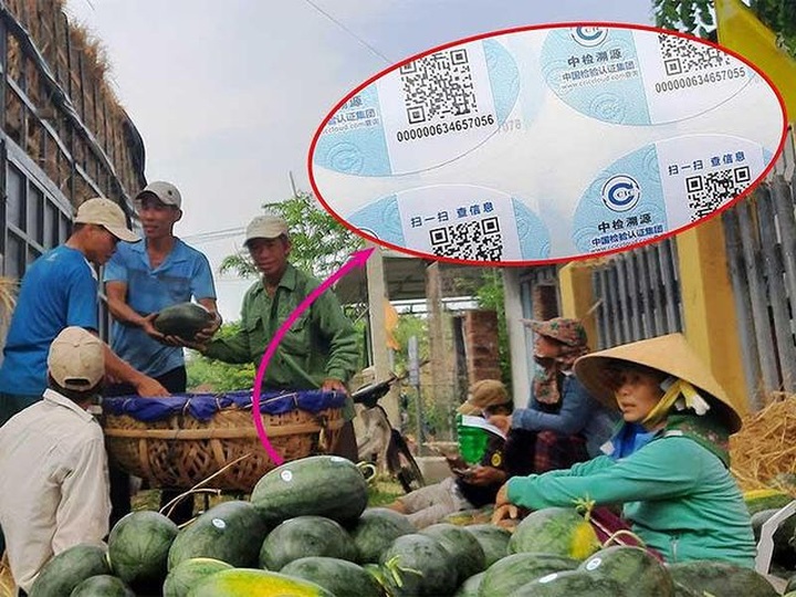 Dưa hấu Việt dán tem Trung Quốc là không sai - 1
