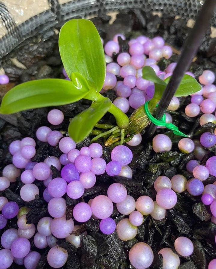 Đua nhau bịa giá trên trời, người chơi lan khiến thị trường náo loạn - 4