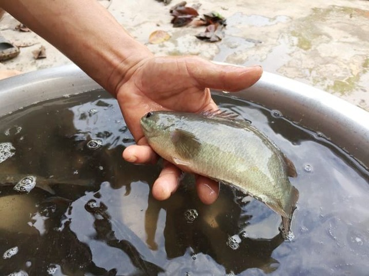 Đút túi 200 triệu đồng/năm dễ như “trở bàn tay” nhờ ...cá rô “tiến Vua” - 1