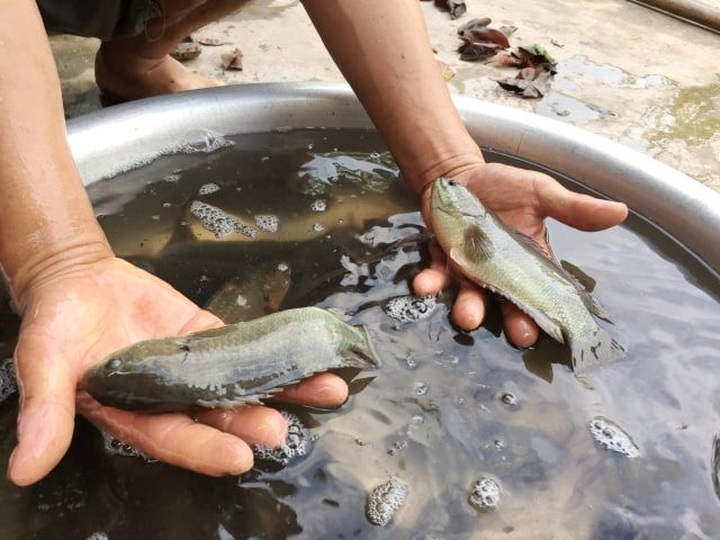 Đút túi 200 triệu đồng/năm dễ như “trở bàn tay” nhờ ...cá rô “tiến Vua” - 4
