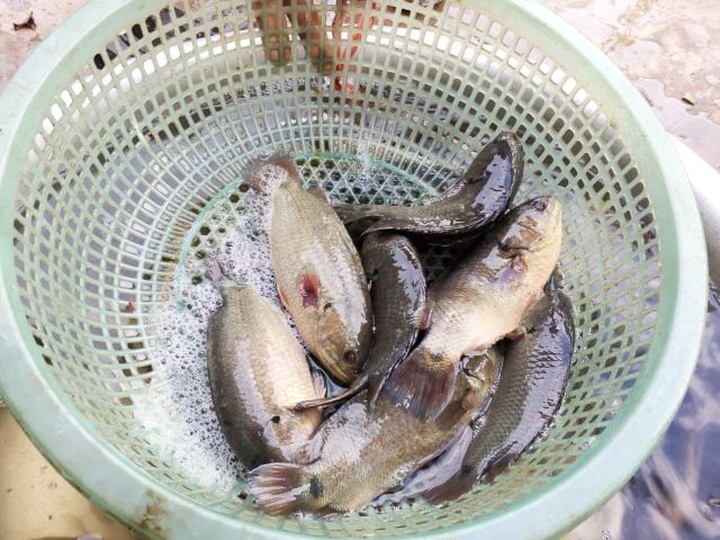Đút túi 200 triệu đồng/năm dễ như “trở bàn tay” nhờ ...cá rô “tiến Vua” - 6