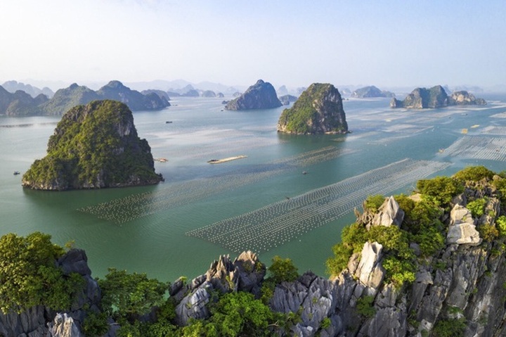 Ế 520 tấn cá song, 6.000 tấn hàu tại vựa hải sản Vân Đồn - 1